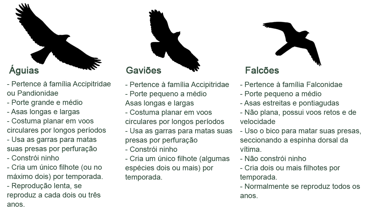 Aves De Uma Corça Ou Um Pássaro Ou Um Falcão É Um Pássaro. Dispostos Na  Subfamília Threskiornithinae Na Ave E Na Colher De Pássaro.  (Threskiornithidae) Fotos, retratos, imágenes y fotografía de archivo