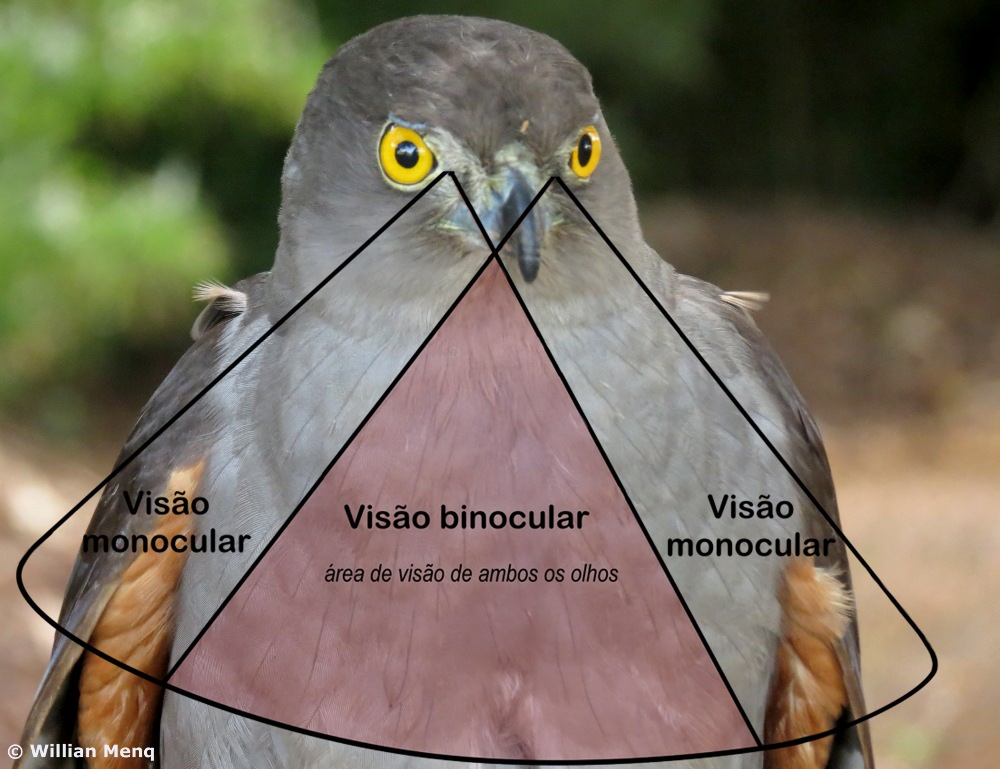 OLHOS DE GAVIÃO OU DE FALCÃO? 