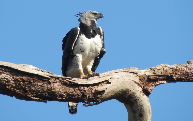 Von Regium - Olha o tamanho da nossa Harpia Imperial! 😍 A Harpia