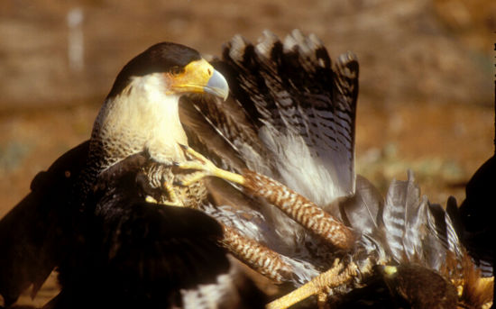 Aves De Uma Corça Ou Um Pássaro Ou Um Falcão É Um Pássaro. Dispostos Na  Subfamília Threskiornithinae Na Ave E Na Colher De Pássaro.  (Threskiornithidae) Fotos, retratos, imágenes y fotografía de archivo